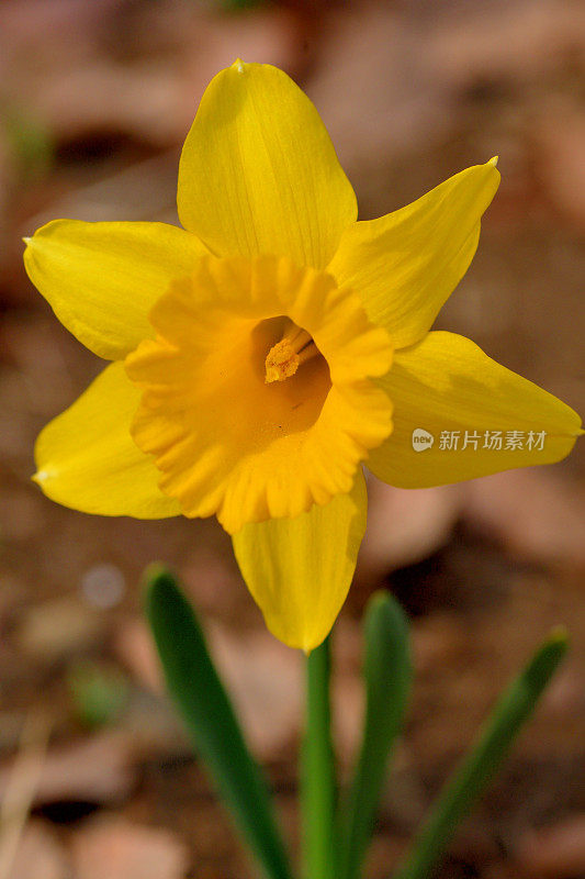 水仙花/水仙花